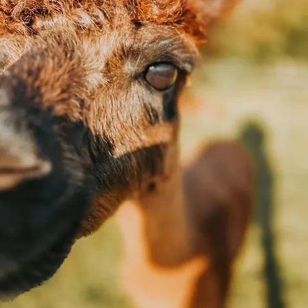 Nordic Alpaca Farm