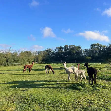 Nordic Alpaca Farm Δωμάτια σε οικογενειακή κατοικία Snedsted