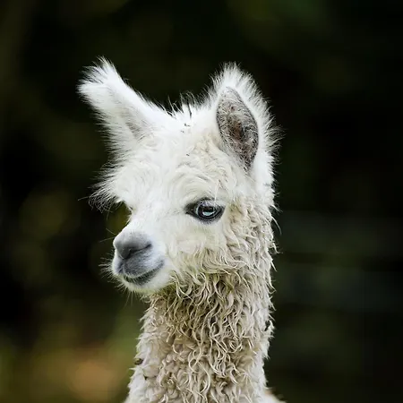 Nordic Alpaca Farm Rum i privatbostad Snedsted