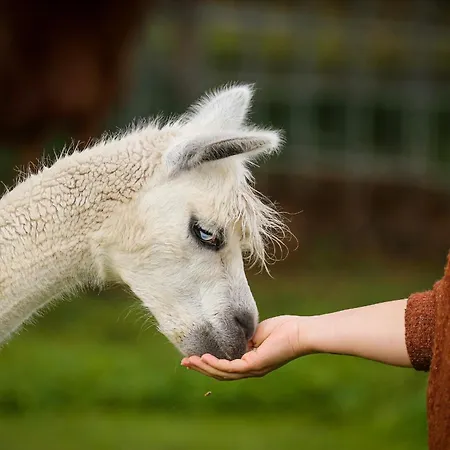 Rum i privatbostad Nordic Alpaca Farm *