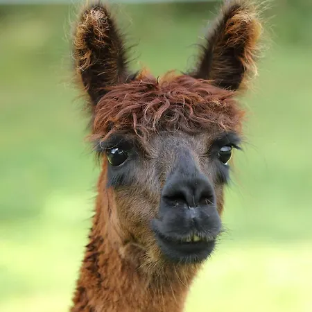 Nordic Alpaca Farm Snedsted